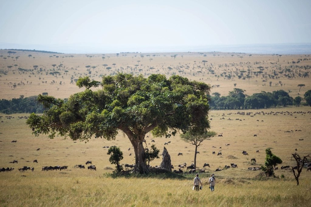 Tree and grazing herds in the Maasai Mara landscape