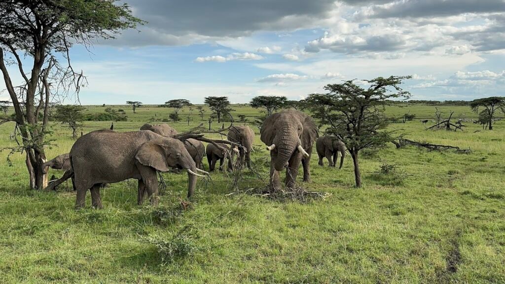 An elephant herd on open grassland during a safari outing