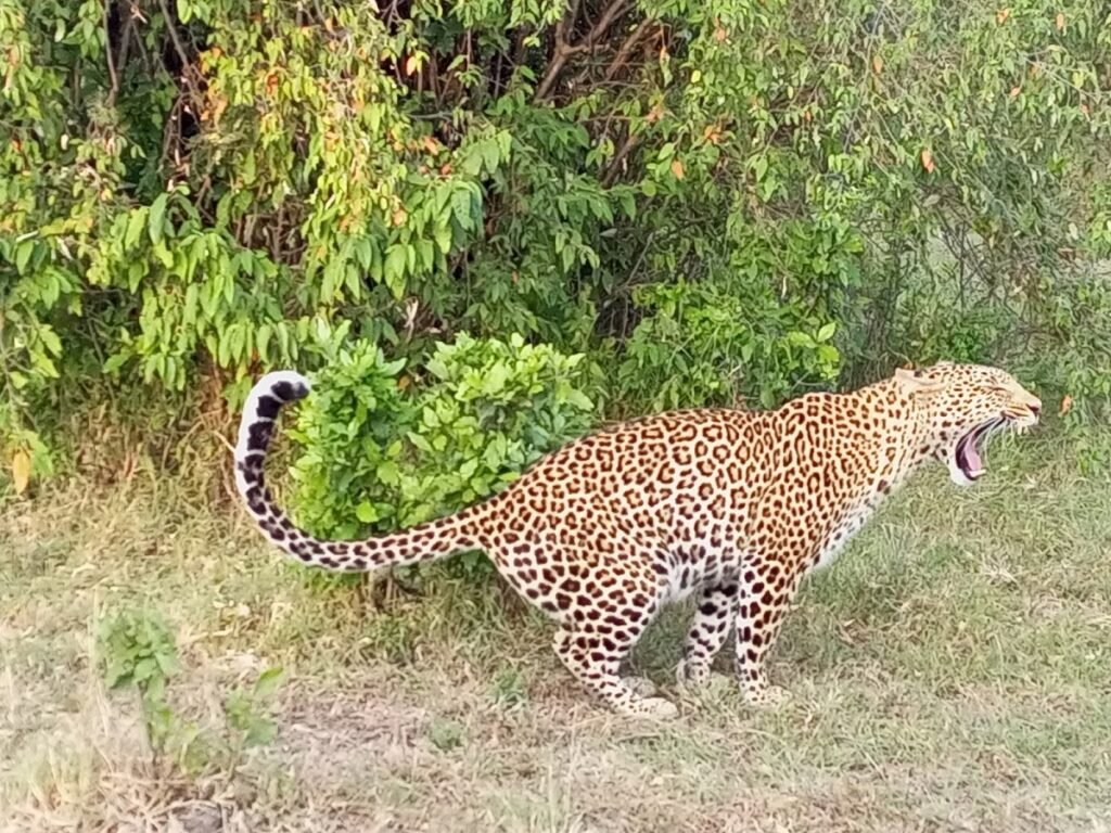 A leopard walking through grass beside dense vegetation