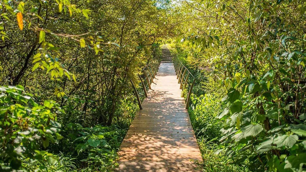 Wooden bridge through riverside vegetation at Sala’s Camp