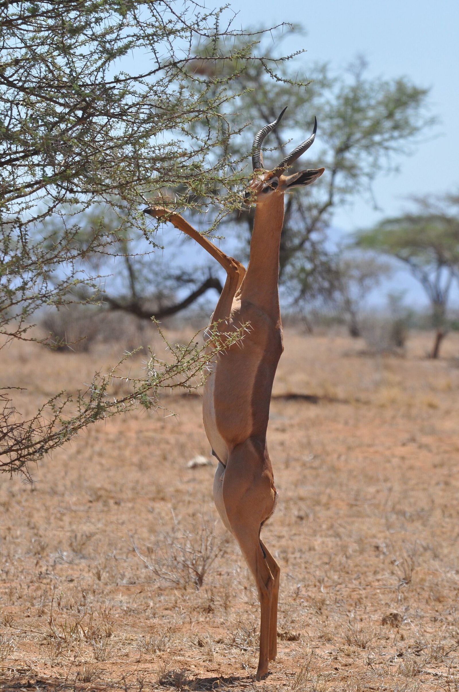 A gerenuk standing to browse in Samburu National Reserve