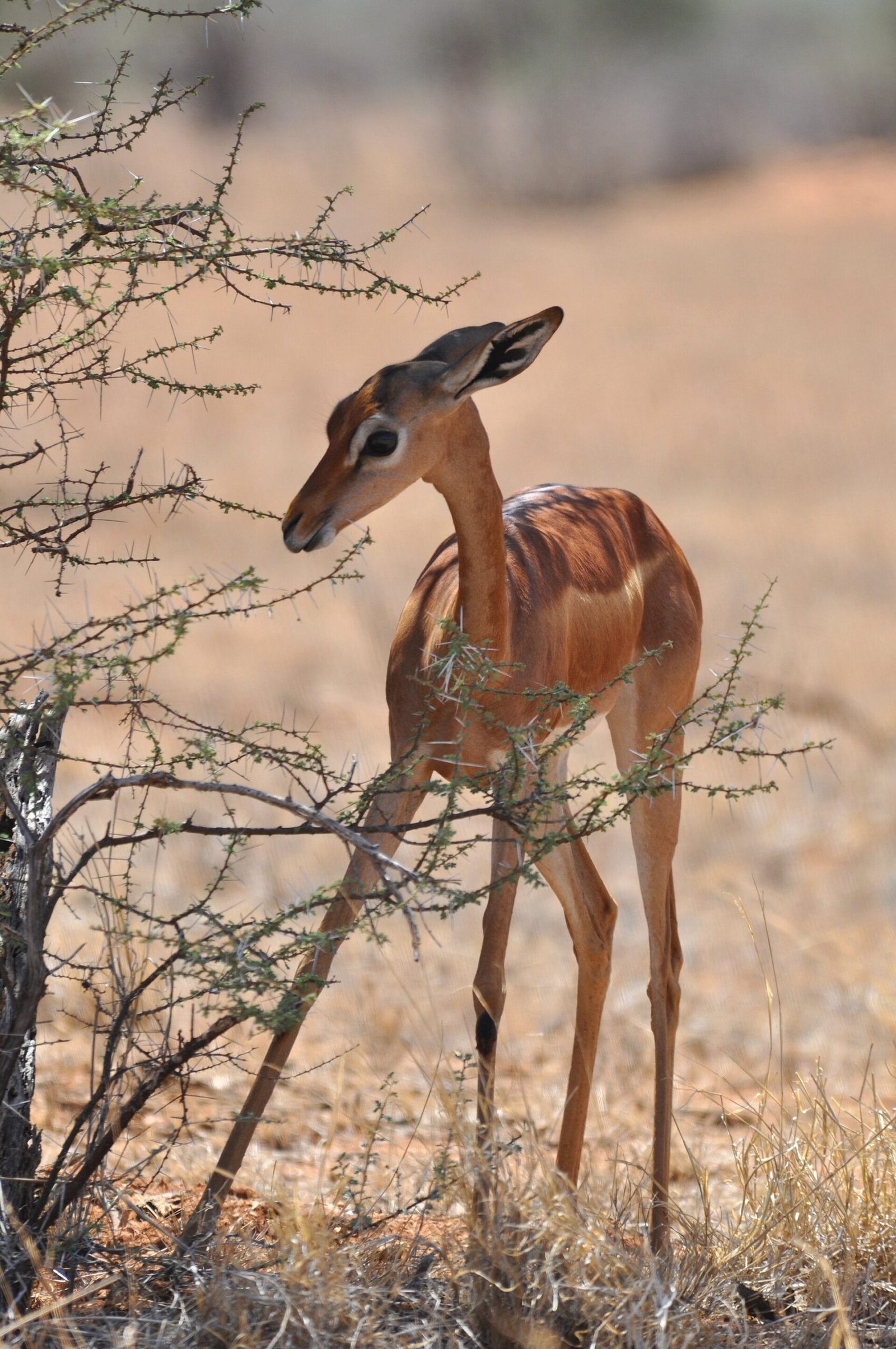 A gerenuk in Samburu National Reserve