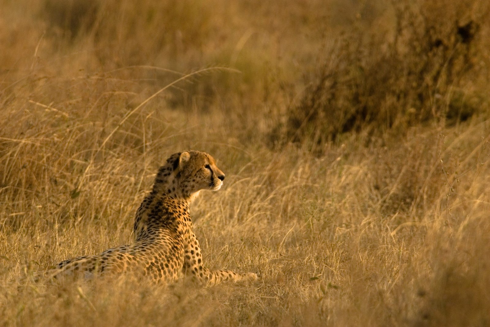 Cheetah resting in Serengeti National Park