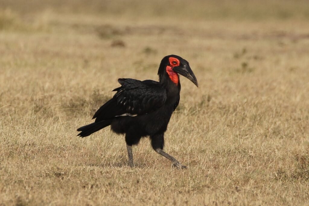 Southern ground hornbill in dry grass