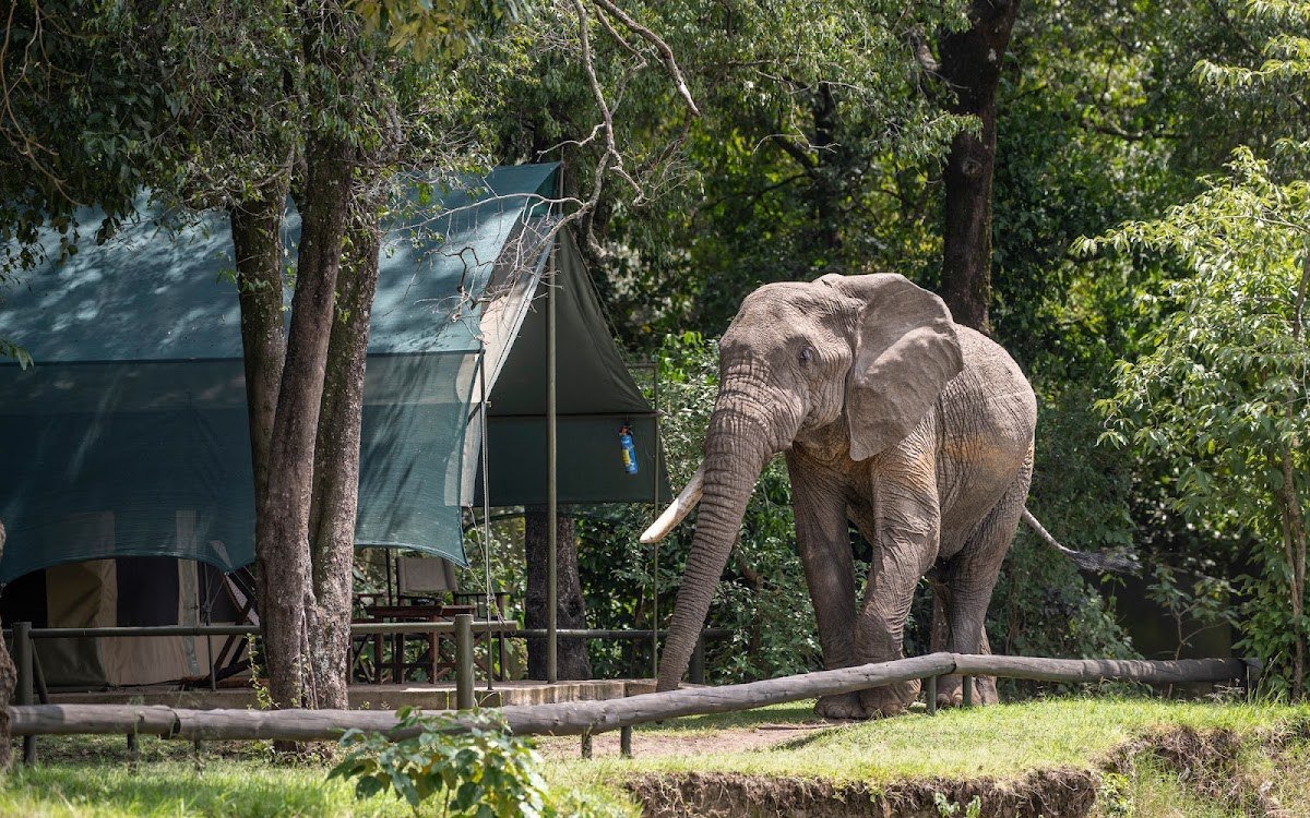 An elephant beside a canvas guest tent at Governors Camp