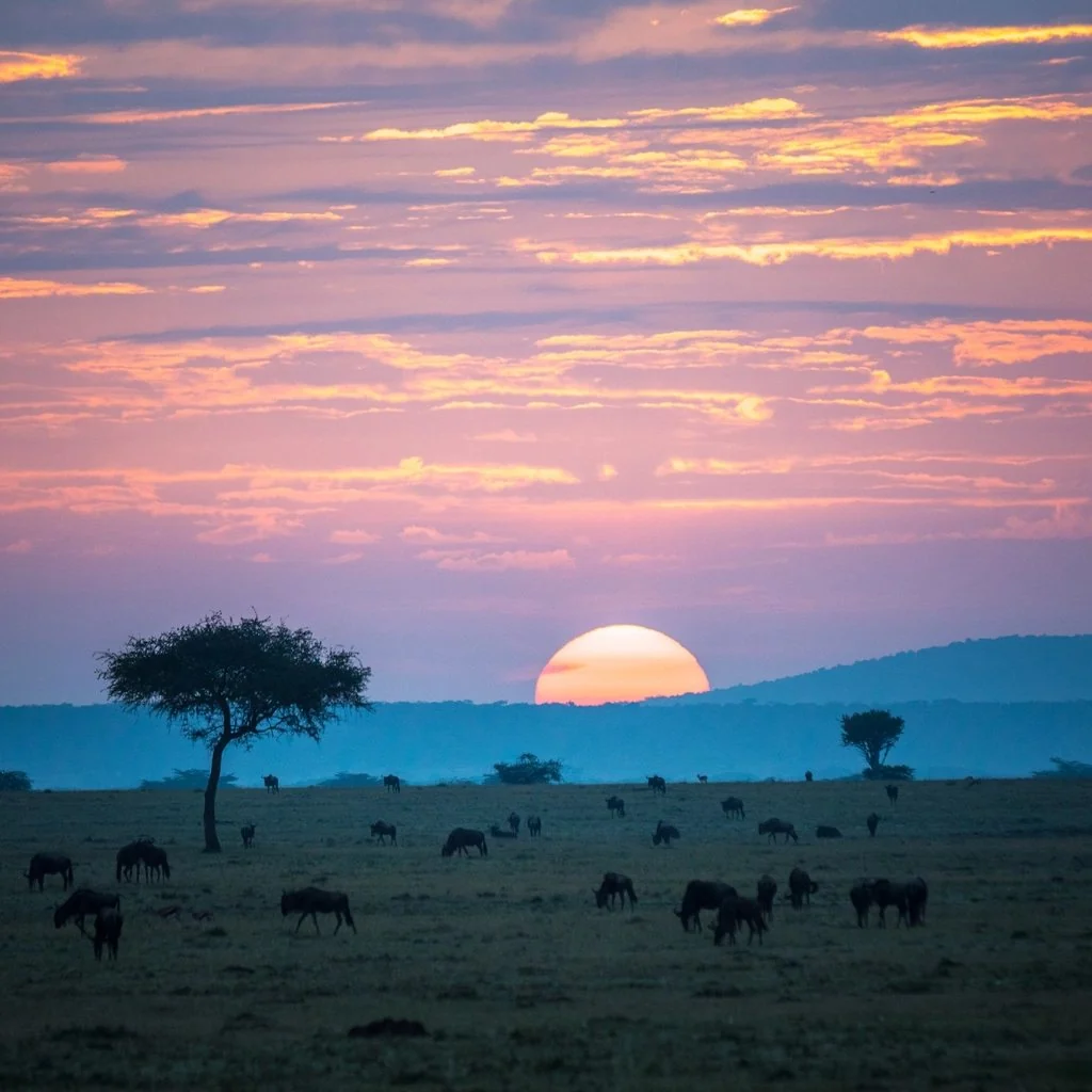 Maasai Mara migration month by month planning guide: wildebeest grazing at sunset