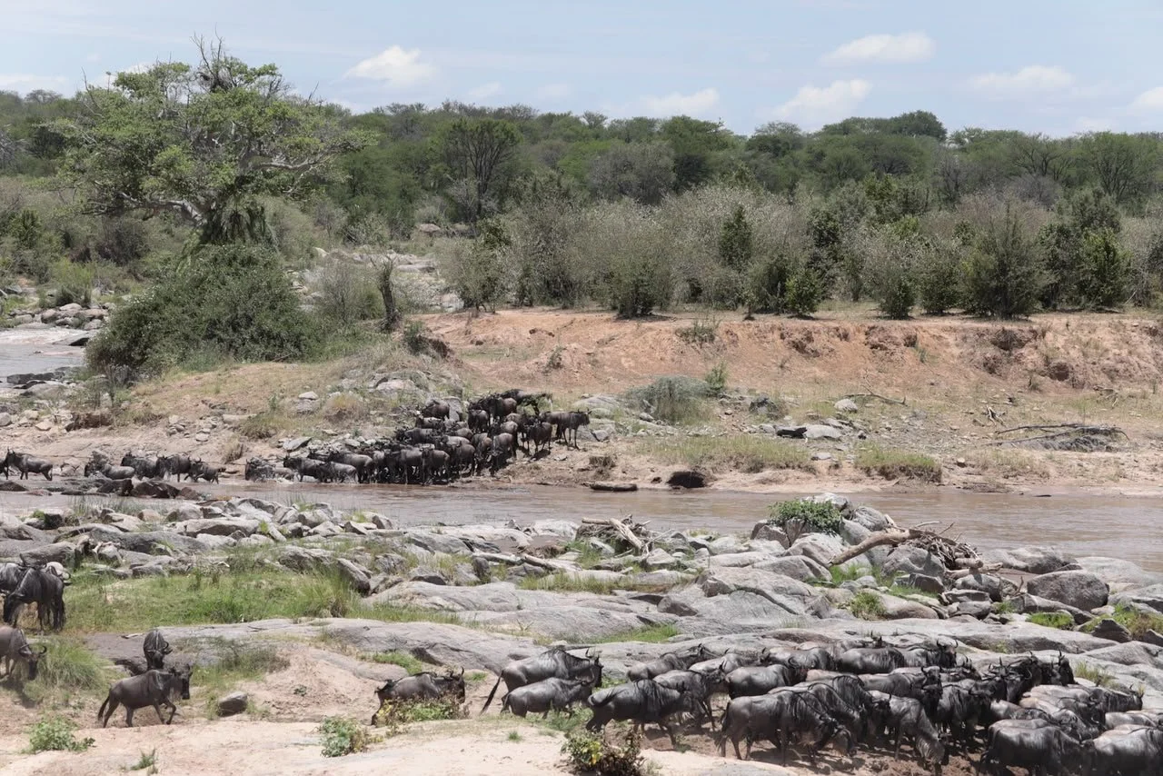 Mara River crossing points 1 Mara River crossing points guide: wildebeest gathering on a rocky bank in the Serengeti