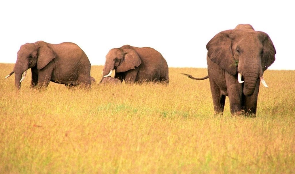 Three elephants walking through golden grass