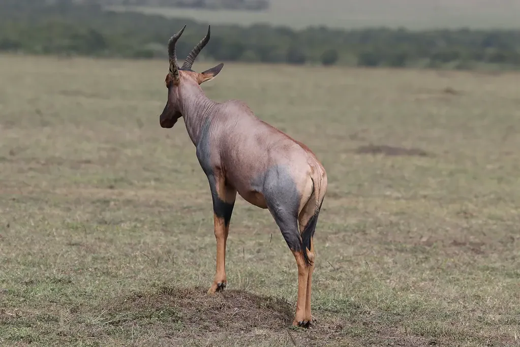 A topi antelope standing on a low mound on short grass, with green bush behind