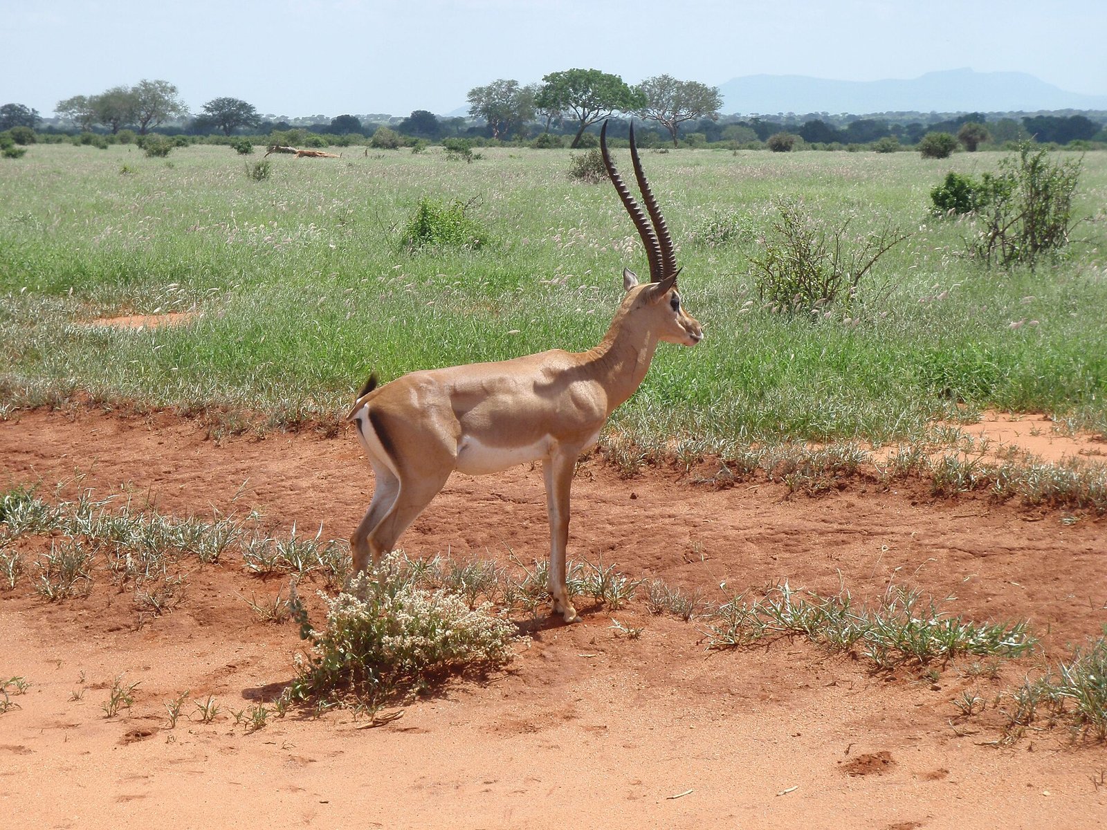 A gazelle in Tsavo East National Park