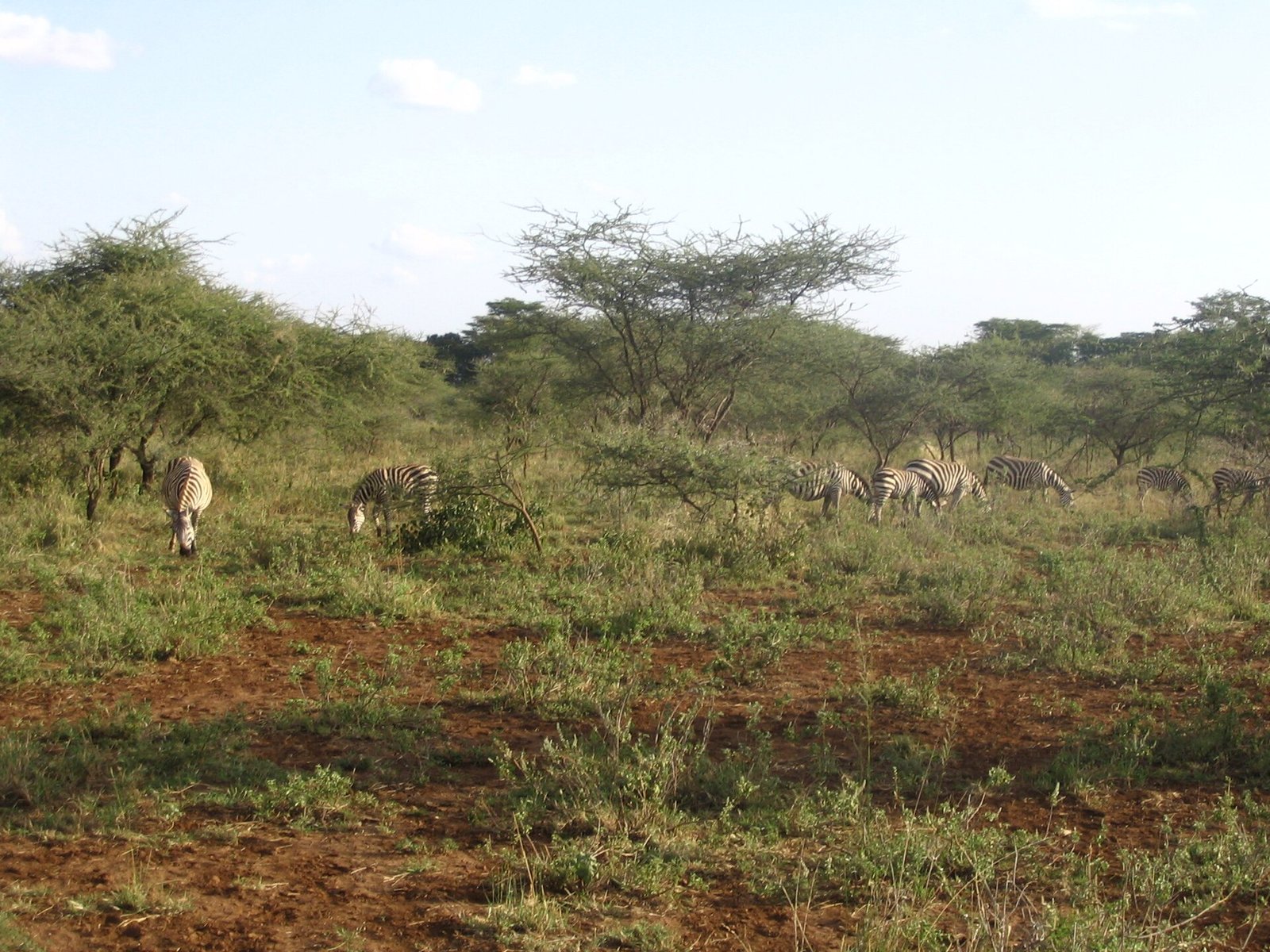 Tsavo East, Tsavo West & Mara Safari 5 Zebras in the bushland of Tsavo West National Park