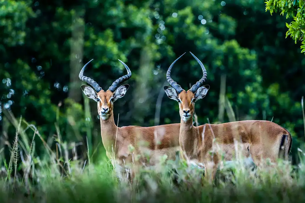 Two male impalas with curved horns standing in green grass, facing the camera
