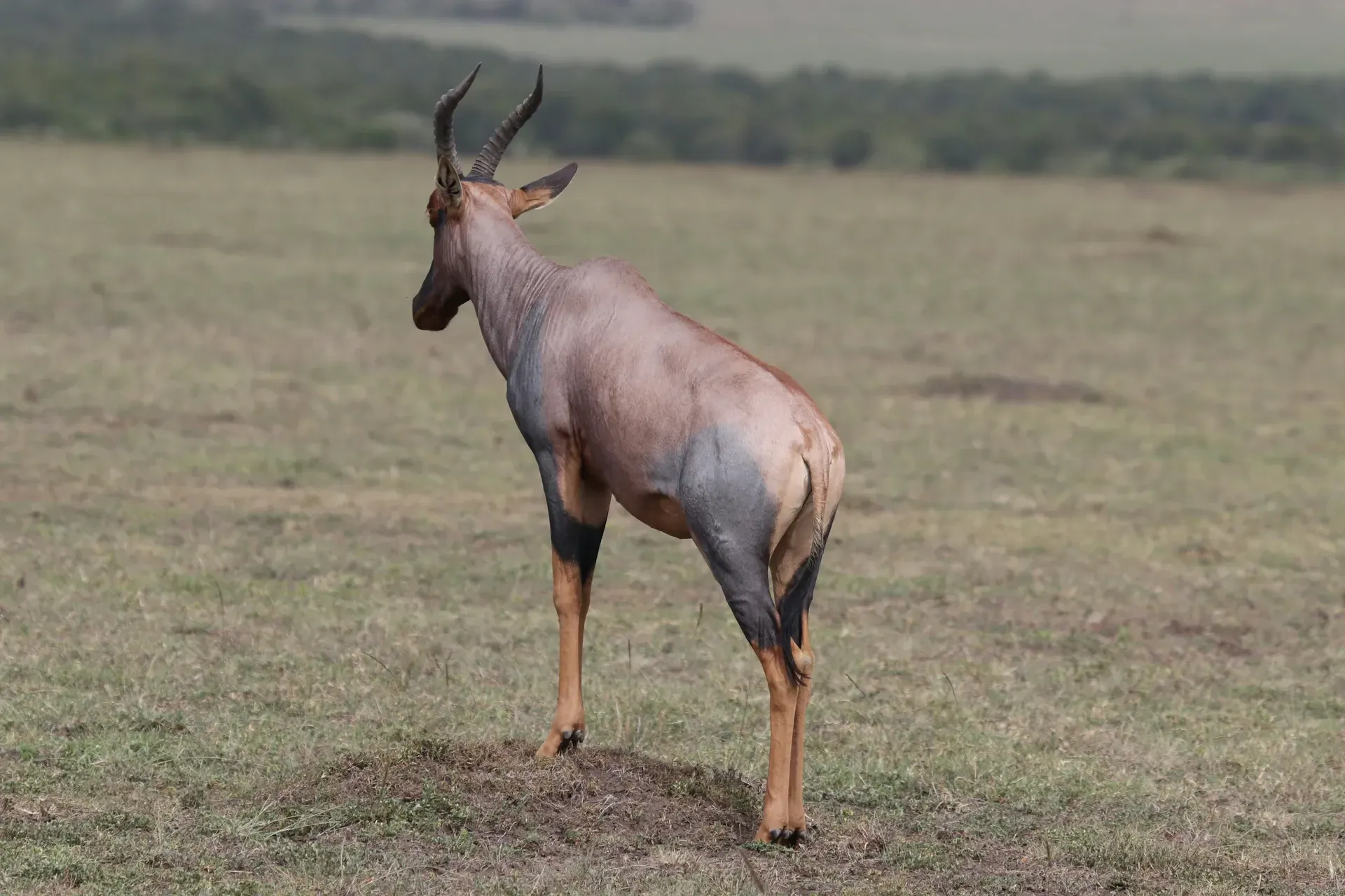 Walking safari in the Maasai Mara 1 Topi standing on a grassy mound in open habitat, part of the landscape appreciated on a Maasai Mara walking safari