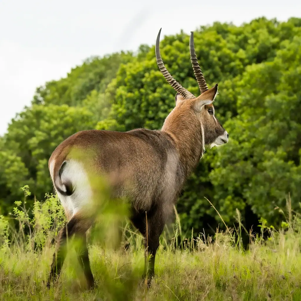 A waterbuck seen from behind, looking back over its shoulder in green bush in the Maasai Mara