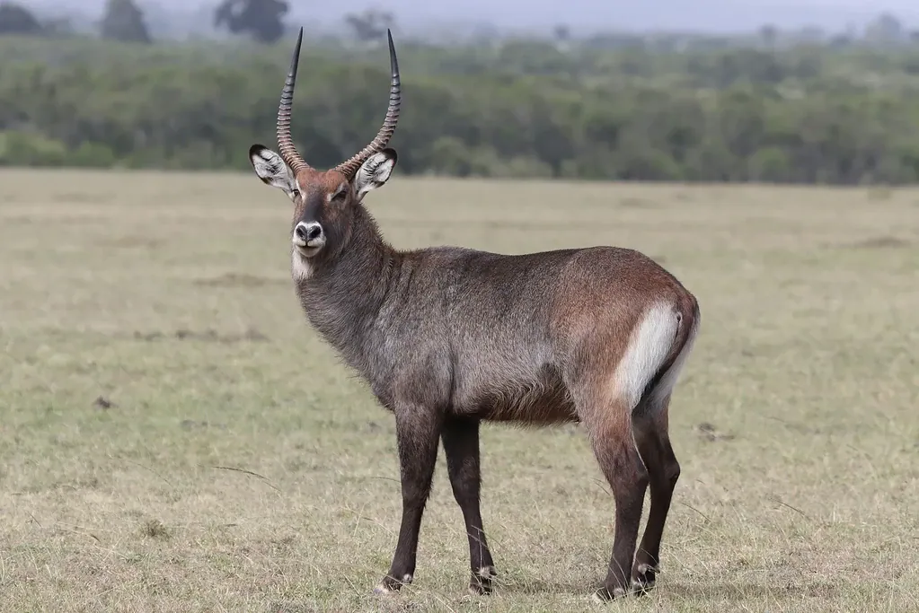 A male waterbuck with long ridged horns standing on short grass