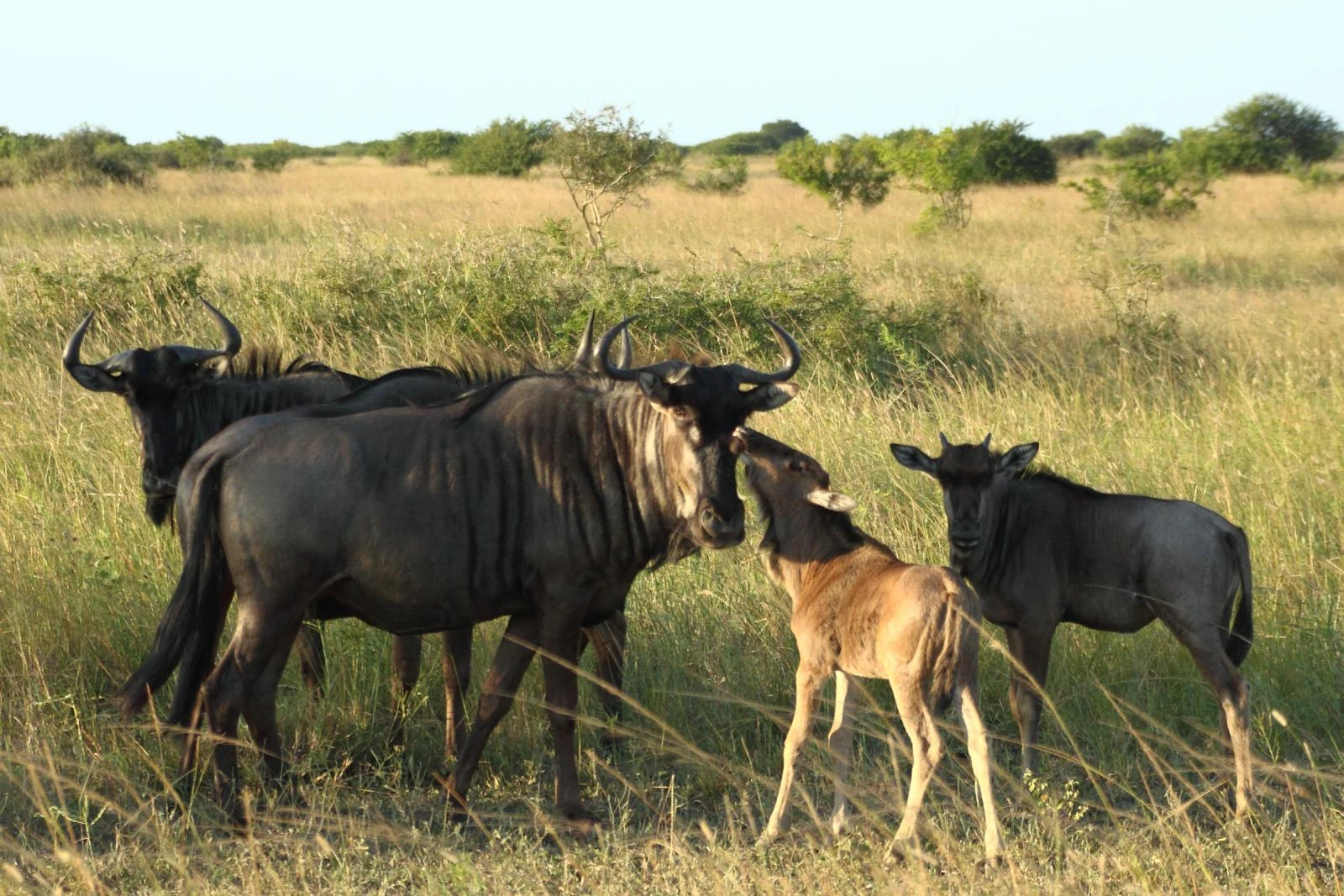 Wildebeest adults and calves standing in tall grass