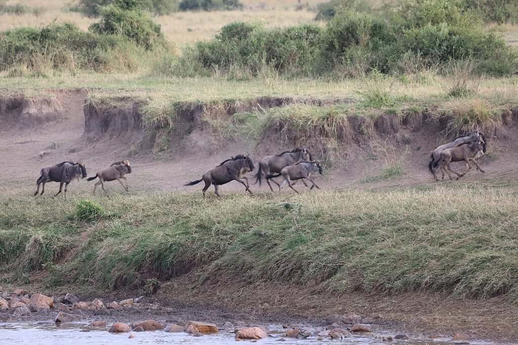Wildebeest running up a river bank after crossing, rocks and water in front