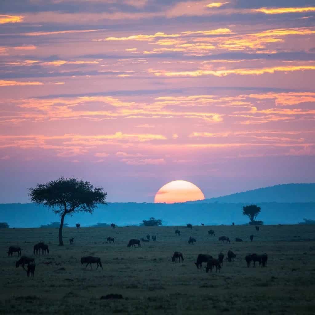 Wildebeest grazing on a plain at sunset with a lone tree and low hills behind