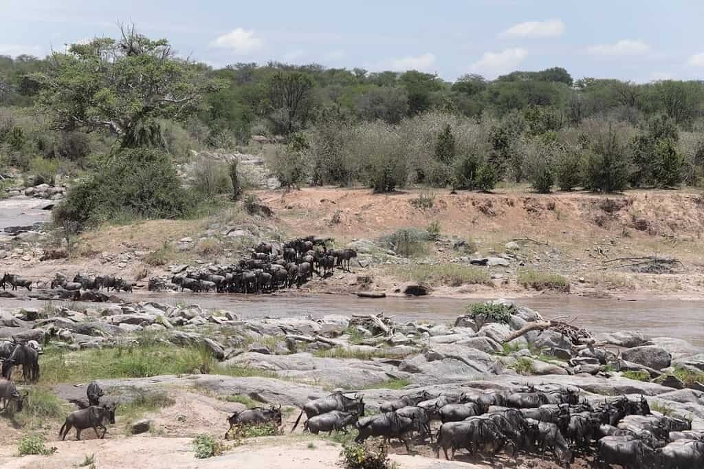 Wildebeest herds gathering on the rocky banks of the Mara River