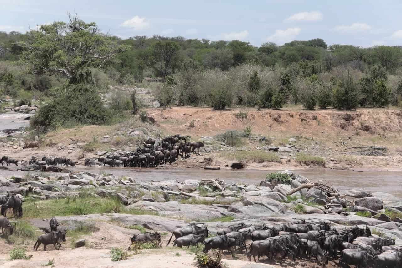 Discover the Maasai Mara 11 Wildebeest herds gathering on the rocky banks of the Mara River