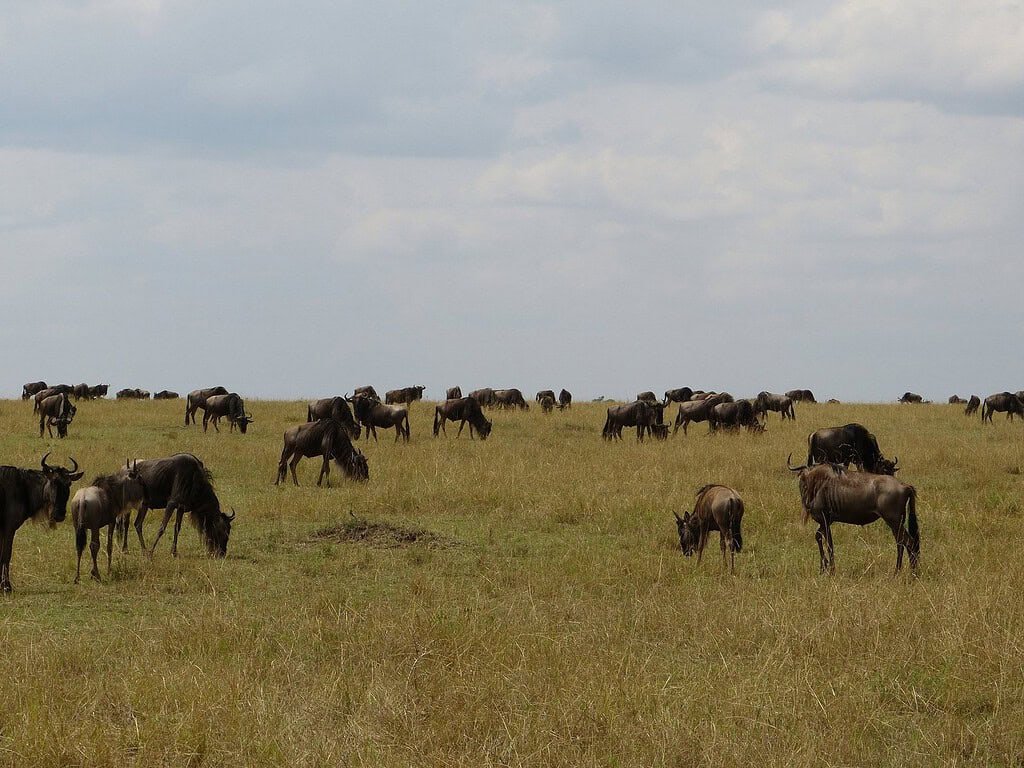 Maasai Mara in July guide: a wildebeest herd grazing across open grassland under a cloudy sky