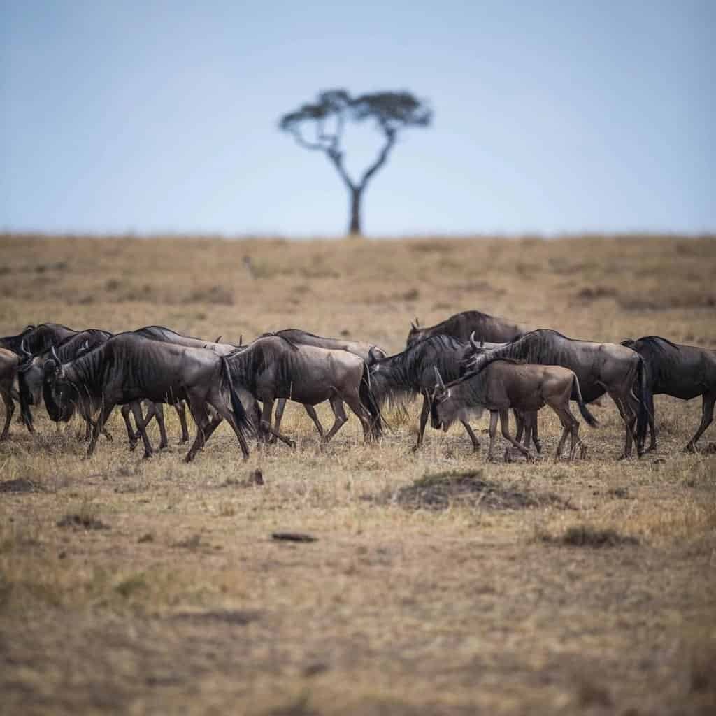 Plan your Maasai Mara safari: the step-by-step guide 1 A line of wildebeest walking across short grass on the open plains, with a lone acacia tree behind