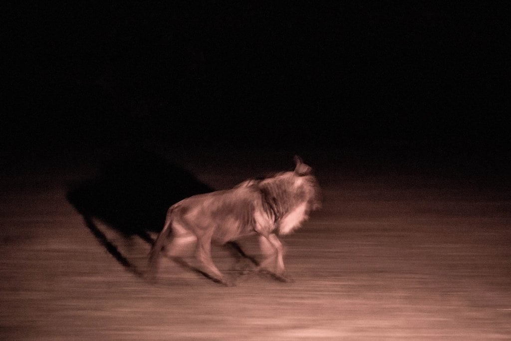 Wildebeest illuminated by a viewing light in darkness