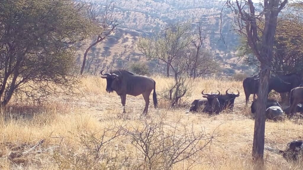Wildebeest standing and resting among dry woodland