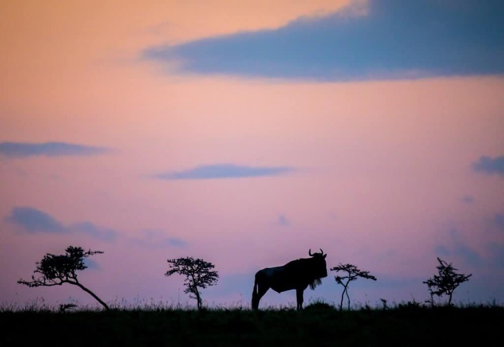 A wildebeest silhouetted against a pink dawn sky beside small trees