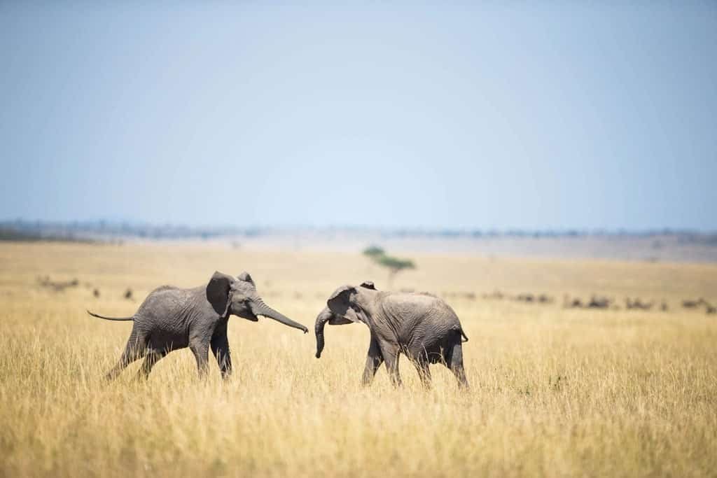 Plan your Maasai Mara safari: the step-by-step guide 4 Two young elephants sparring with their trunks on open grassland