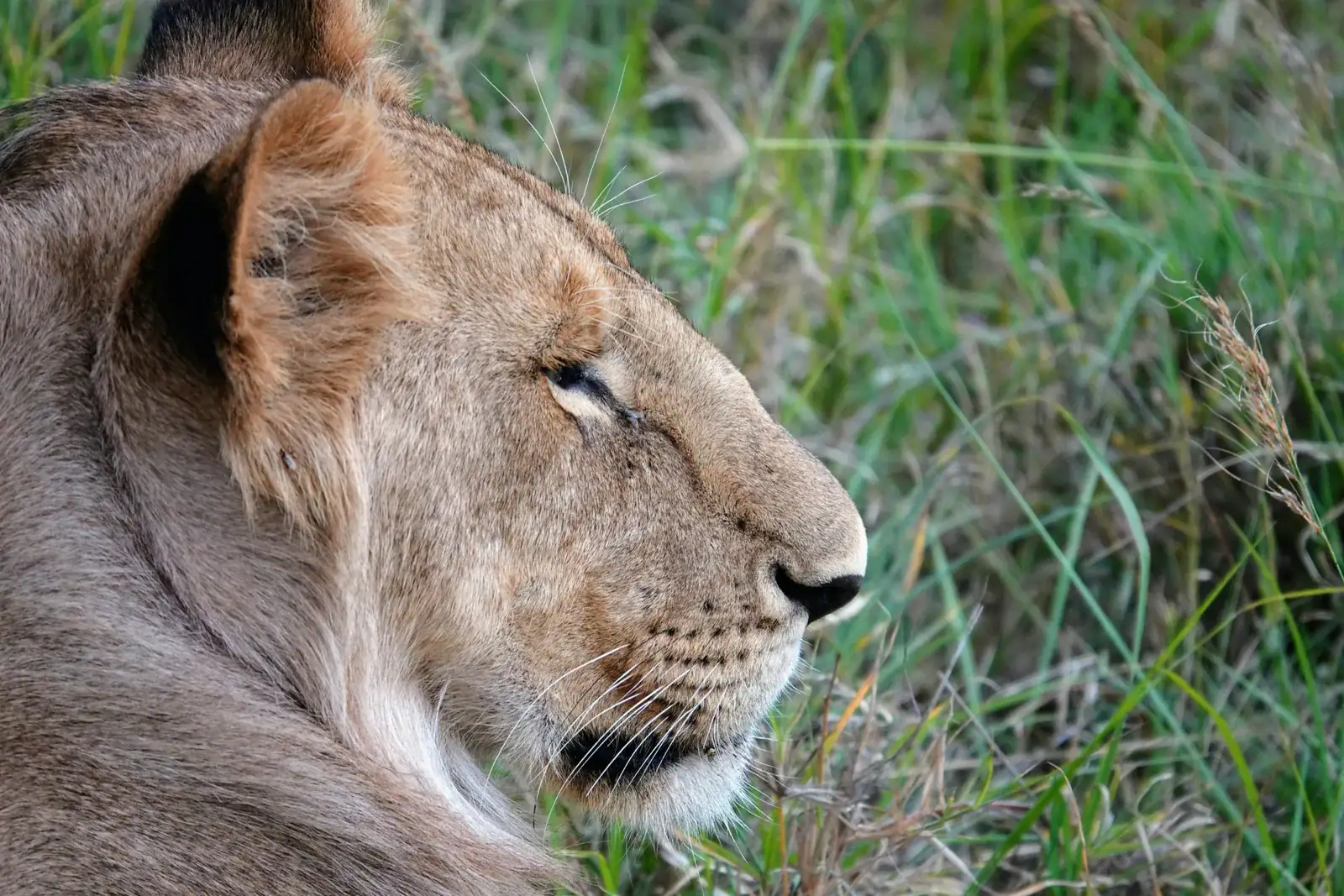 Classic Mara Explorer 15 A young male lion in profile beside green grass