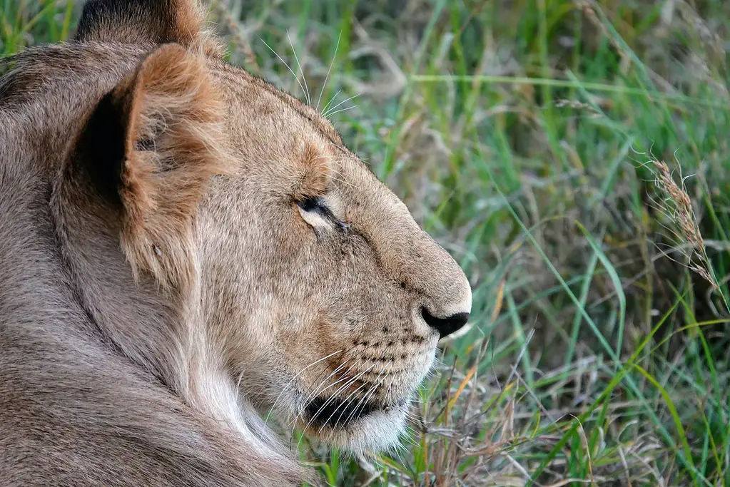 Young male lion in profile with its eyes half closed, lying in green grass