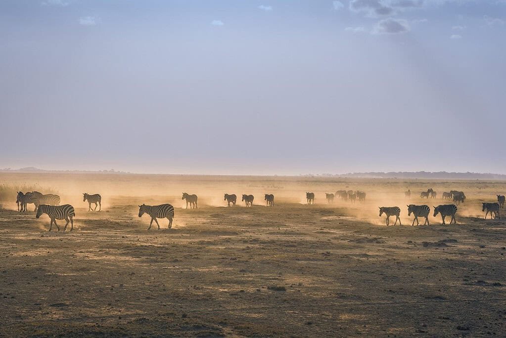 Zebras walking across a dusty plain in golden evening light, dust hanging in the dry air