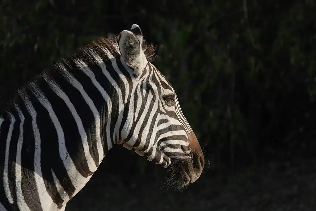 Maasai Mara wildlife photography: the art of waiting 2 Zebra head and neck lit from the side against a dark background