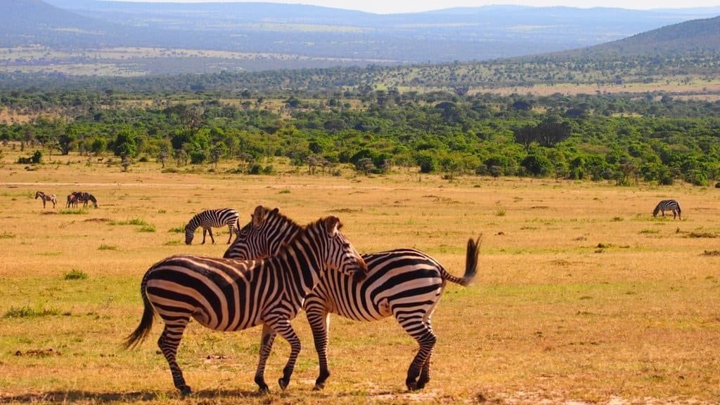 Zebras on a golden plain with green woodland and hills behind